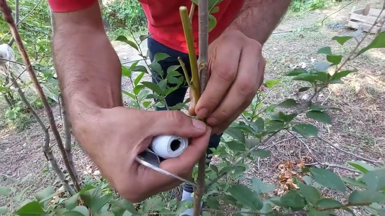 Tutma oranı yüksek yaz aşısı YONGALI KALEM AŞI kiraz incir  armut ayva dut tutmuş hali ve yapılışı