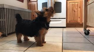 Demand Barking before and After with Norwich Terrier