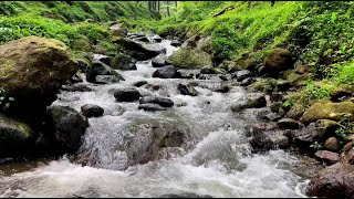 Gentle Forest Water Current to Relax Fully | Nature Rest Therapy