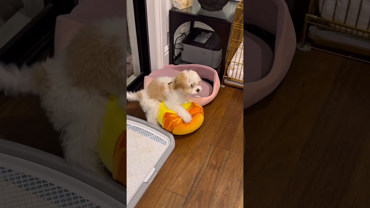 What is he doing to my Buddha 😭😭😭😂😂😂