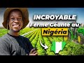 Plus de 1000 ha de palmier sélectionné, découvre cette macro entreprise agricole fonctionne