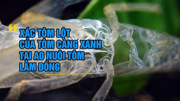 Xác tôm lột của tôm càng xanh tại ao nuôi tôm Lâm Đồng - Hello Dr Huy | THH