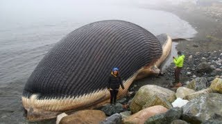 BIGGEST Sea Creatures Around The World!