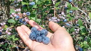 Blueberries Picking @Rambo Blueberries Farm Michigan.