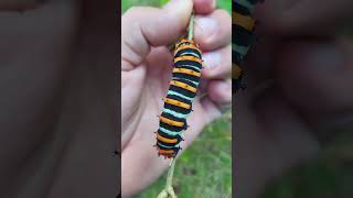 Rothschildia erycina caterpillar