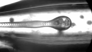 double emulsions_with charged inner drops.avi
