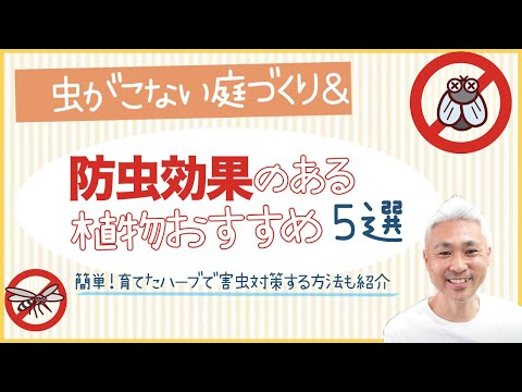 虫がこない庭づくり＆防虫効果のある植物おすすめ５選