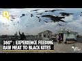 360° Video: Here’s Why Old Delhi Residents Feed Meat to Black Kites | The Quint