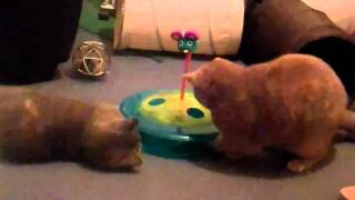 Cheese Chase 3-in-1 Cat Toy by Petstages