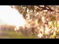 HAVASI — Spring Wind | Cultural Bridge Symphony (Official Video)