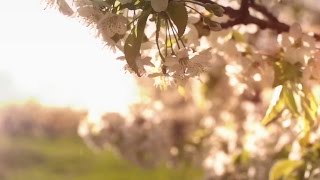 Video thumbnail of "HAVASI — Spring Wind | Cultural Bridge Symphony (Official Video)"