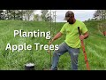 Tips for Planting Apple Trees on your Homestead