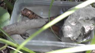 Bee watering DIY anti drown 1A