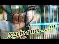 Ciblek Gunung Gacor Full Tembakan Rapat Masteran Burung Lomba Full Tembakan Mp3 - Mp4 Download