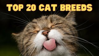 Top 20 Cat Breeds | A List of the Most Popular Cat Breeds by Pets&Paws 7,105 views 1 year ago 24 minutes