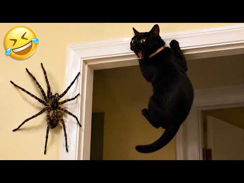 π€£ Best Funny Cat Videos of 2026! Try Not To Laugh πΈπ₯ Part 27