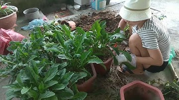 Cách trồng và chăm sóc hoa đồng tiền - đơn giản không phải ai cũng biết