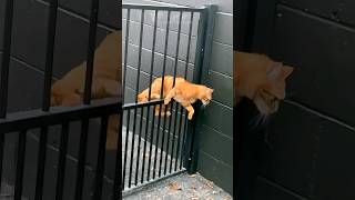 funny cats 😂 episode 258 #shorts