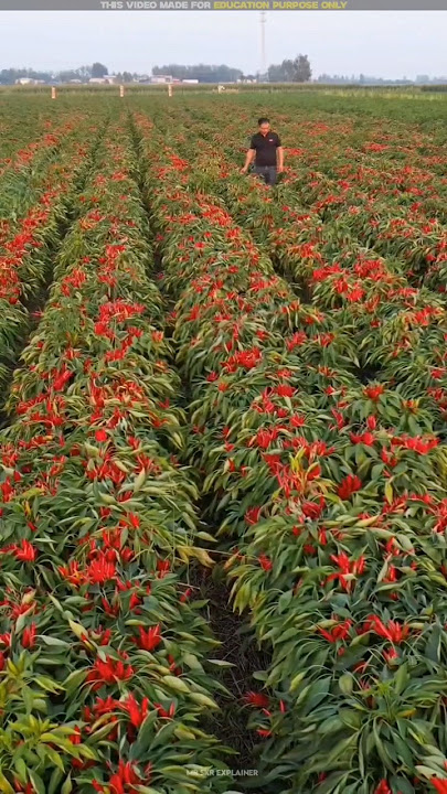 China's amazing chilli farming technique 😨