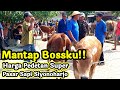 Harga Ringan Bisa Dibandingkan! Pedetan Super Simental dan Limousin Jantan Umur 6-8 Bulan