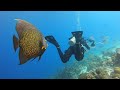 Caribbean Diving at it's best! Bonaire - July 2019