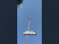Man risks his life by cutting 100 foot palm tree 🫣🌴                                      🎥: Storyful