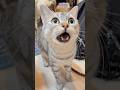 可愛すぎる猫たちと、親バカ飼主の日常!! #cat #猫