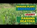 A Banana Farm Enchanced againts PANAMA, SIGATOKA and other diseases.
