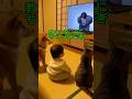 教えてないのに、ちゃんとおじぎ。#柴犬 #ショート動画 #かわいい