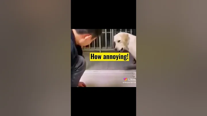 funny videos