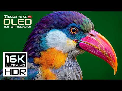 Absolutely Stunning Nature OLED 16K HDR 120FPS Dolby Vision 8K/4K Video TV