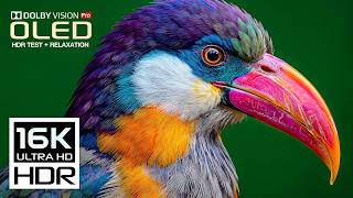 For Once Must See: Nature OLED 16K HDR 120FPS | Dolby Vision (8K/4K Video TV)