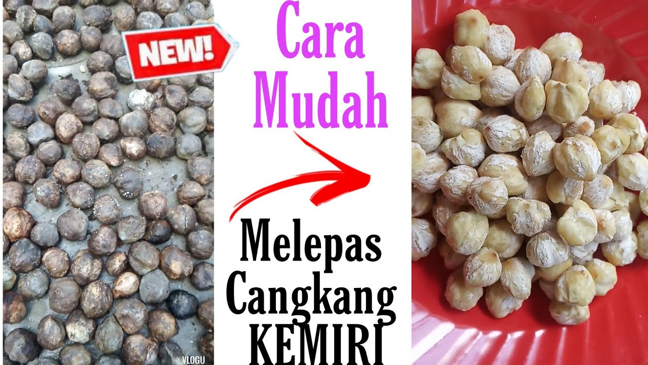 panen-buah-kemiri-dan-cara-melepaskan-cangkang-kemiri-menggunakan-alat