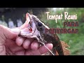 mancing di sungai dangkal bersemak, ikannya pada reuni