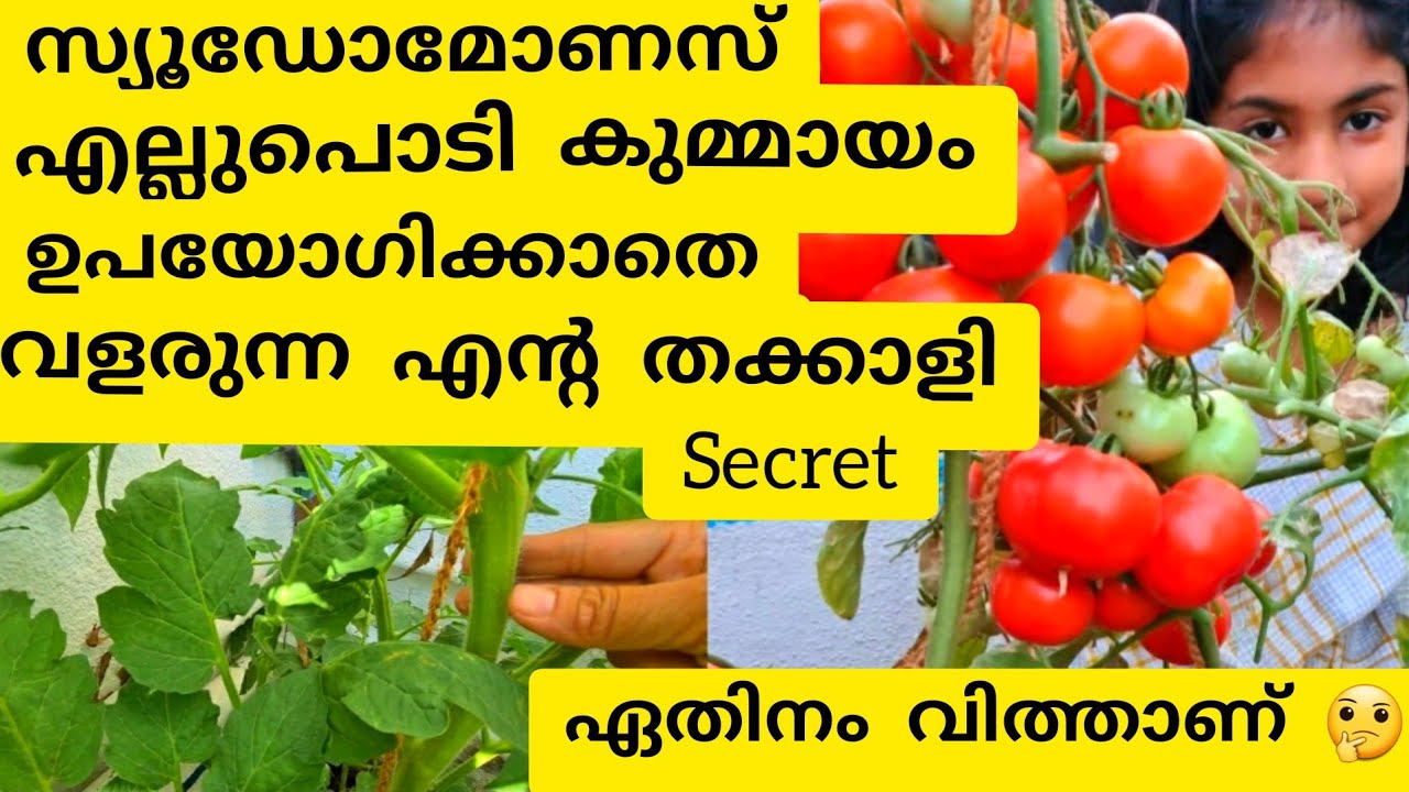 ഈ അറിവുണ്ടായാൽ നിങ്ങളും തകർക്കും കൃഷി100%👌Tomato farming|DubaiHomeGarden|MalayalamVlog|HasNaZ'World