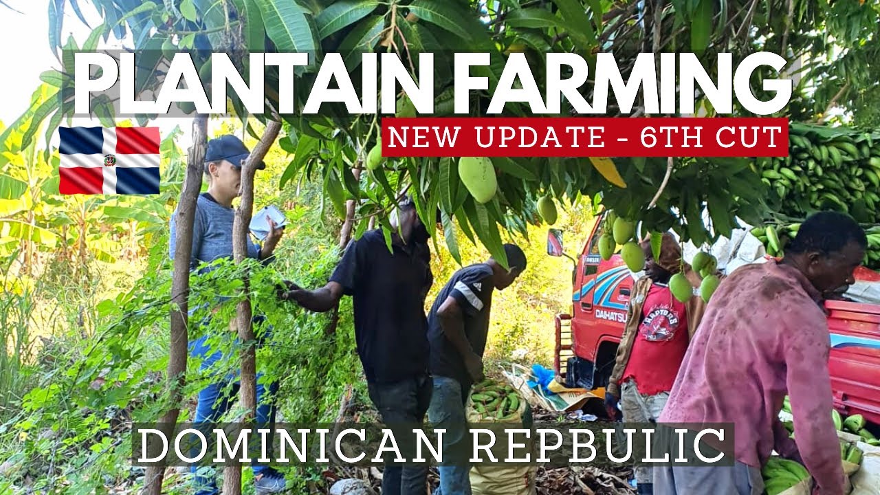 Plantain Farming Dominican Republic Agriculture (NEW UPDATE) YouTube