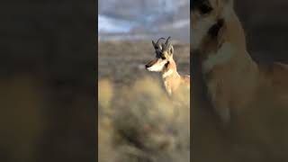 Pronghorn Running
