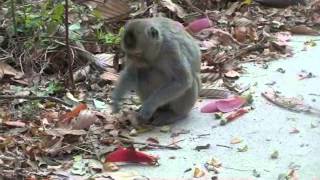 Macaque foraging by phanamonkeyproject 516 views 10 years ago 1 minute, 4 seconds