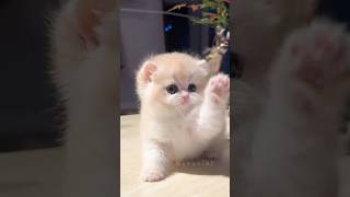 The funny kitten moment that went viral 📈🐱 #kitten #cutecat
