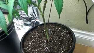 The Grow 420 Diaries - S3: E4 CFL GROW (Unknown Strain)