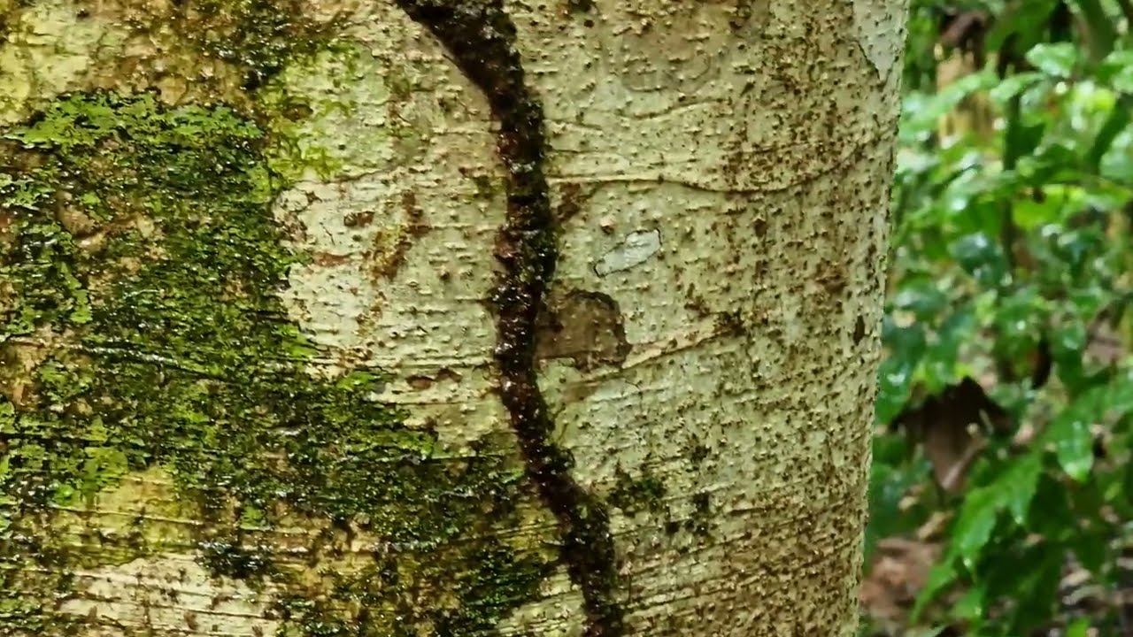 Termite Tunnel in a Tree, El Remanso, Osa Peninsula, Costa Rica