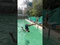Viral🤯‼️#shortsviral #viralshorts #youtubeshorts #shortsfeed #adventure #swimming #shorts