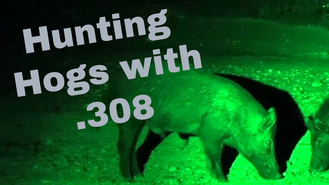 Nighttime Hog Hunting!!! YouTube