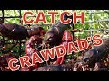 THE  ' SIMPLEST WAY ' ...  TO CATCH CRAWDADS !