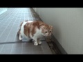 ドア開けてー!