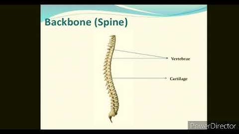 Class 6 Science Chapter - 10 Animals - Form and Function Part - 1