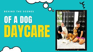Behind the Scenes of a Dog Daycare