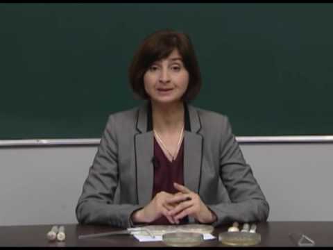 ბაქტერიები და მათი მრავალგვარობა