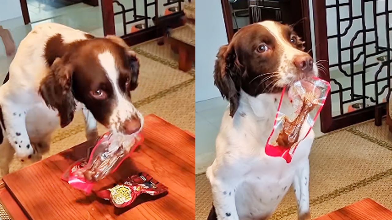 Коллекция смеха Zai Zai: Zai Zai украл закуски, пока его отец спал, но его поймали на месте.