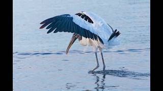 Looking for Osprey | Florida bird photography #osprey #terns  #birdphotography